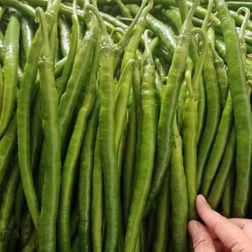 湖北高山鲜辣椒线椒芜湖椒湘妍55螺丝椒一手货源