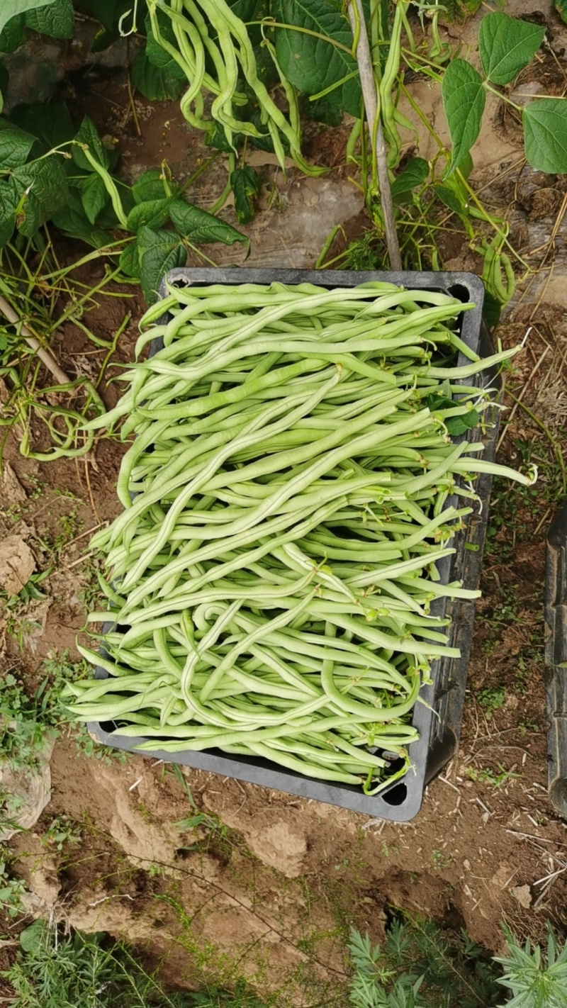 甘肃省架豆王