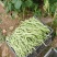甘肃省架豆王