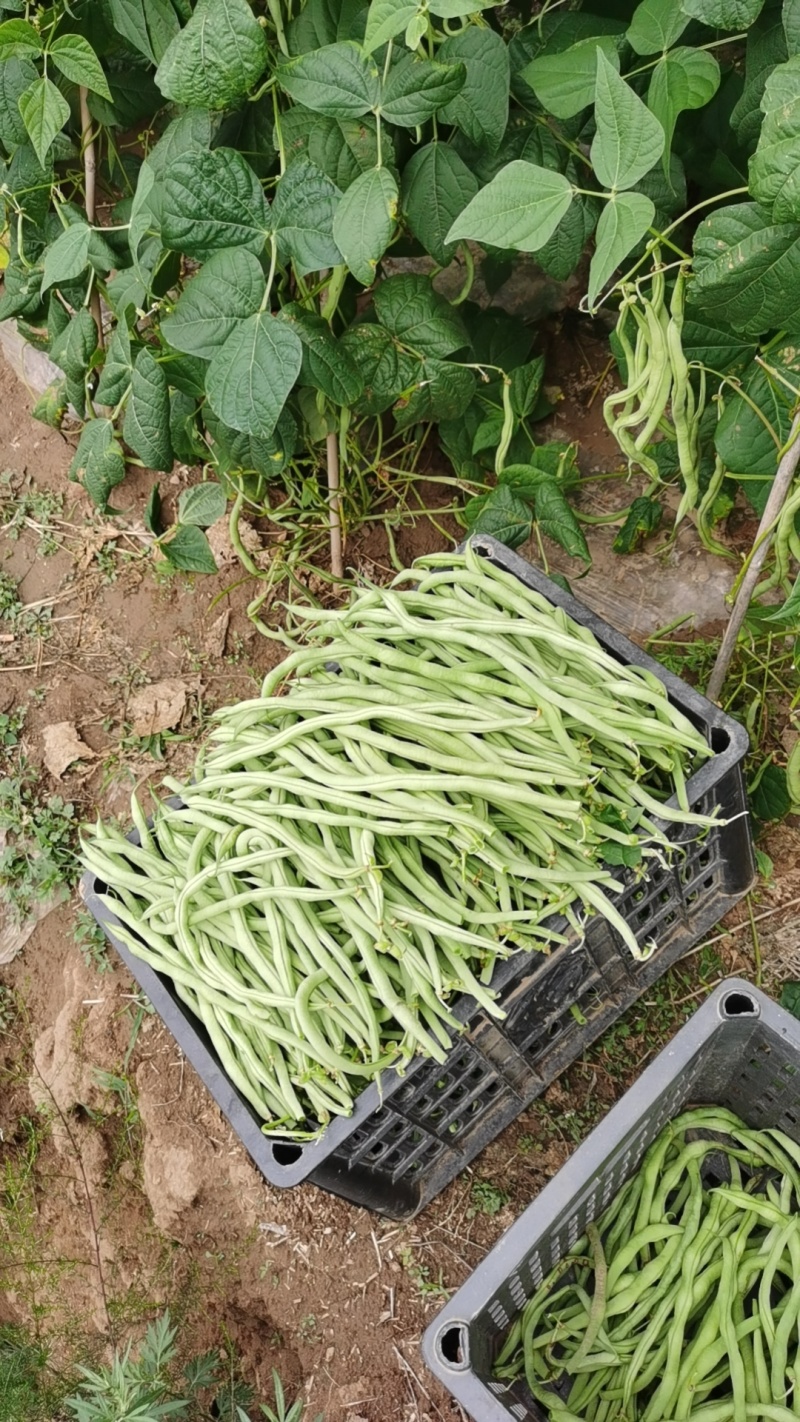 甘肃省架豆王