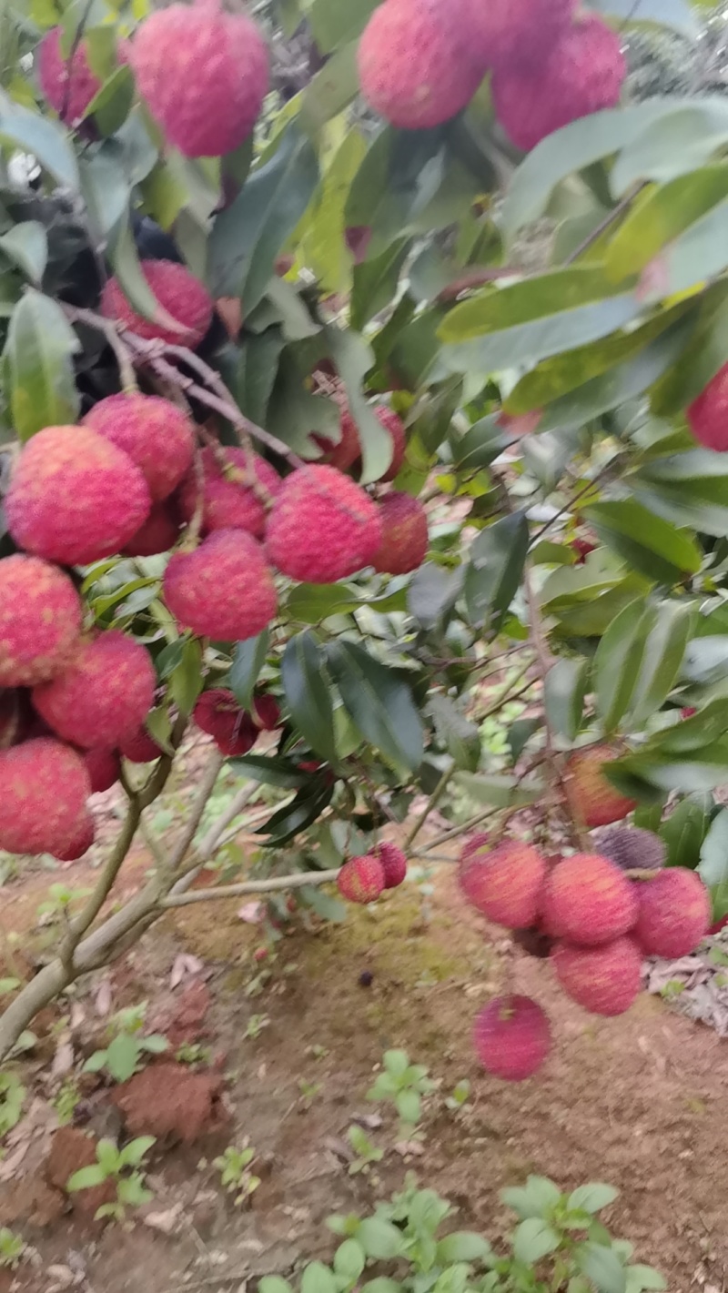 荔枝代办