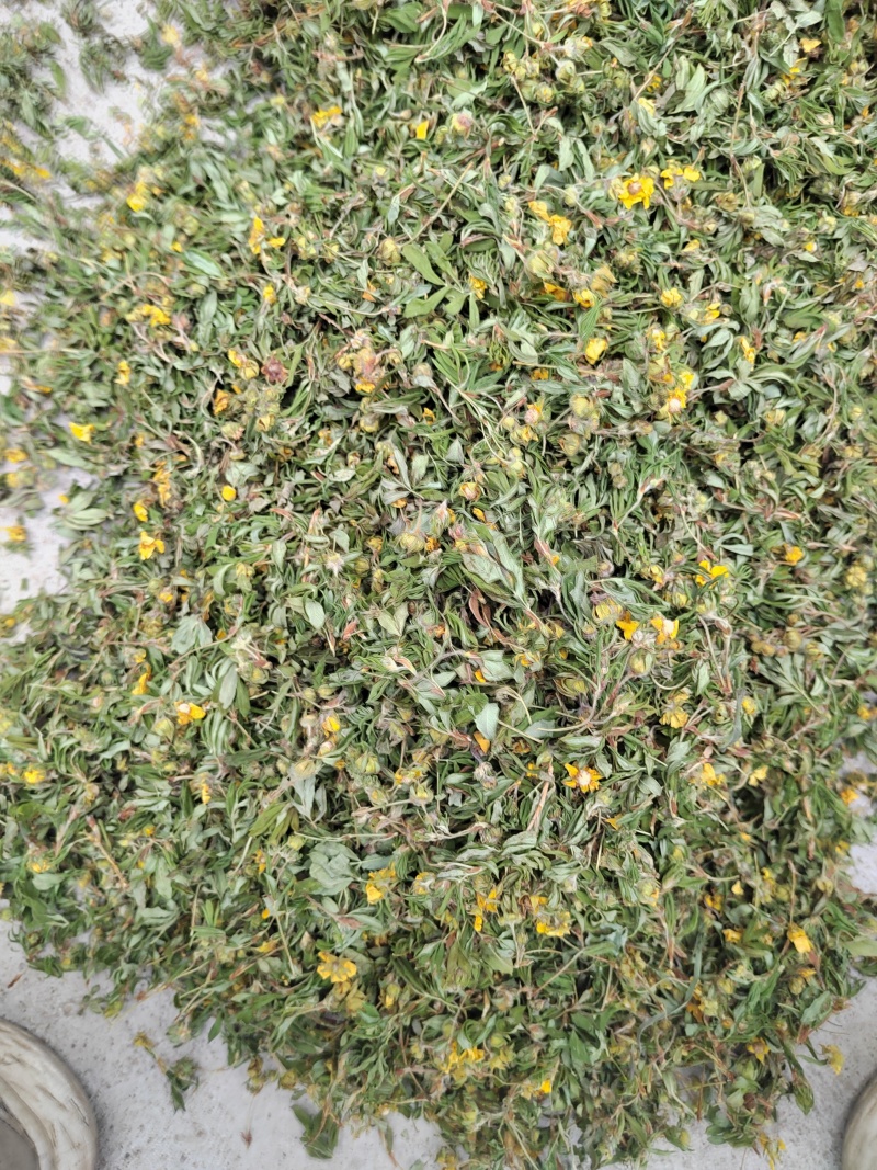 金露梅茶叶山茶