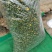 金露梅茶叶山茶
