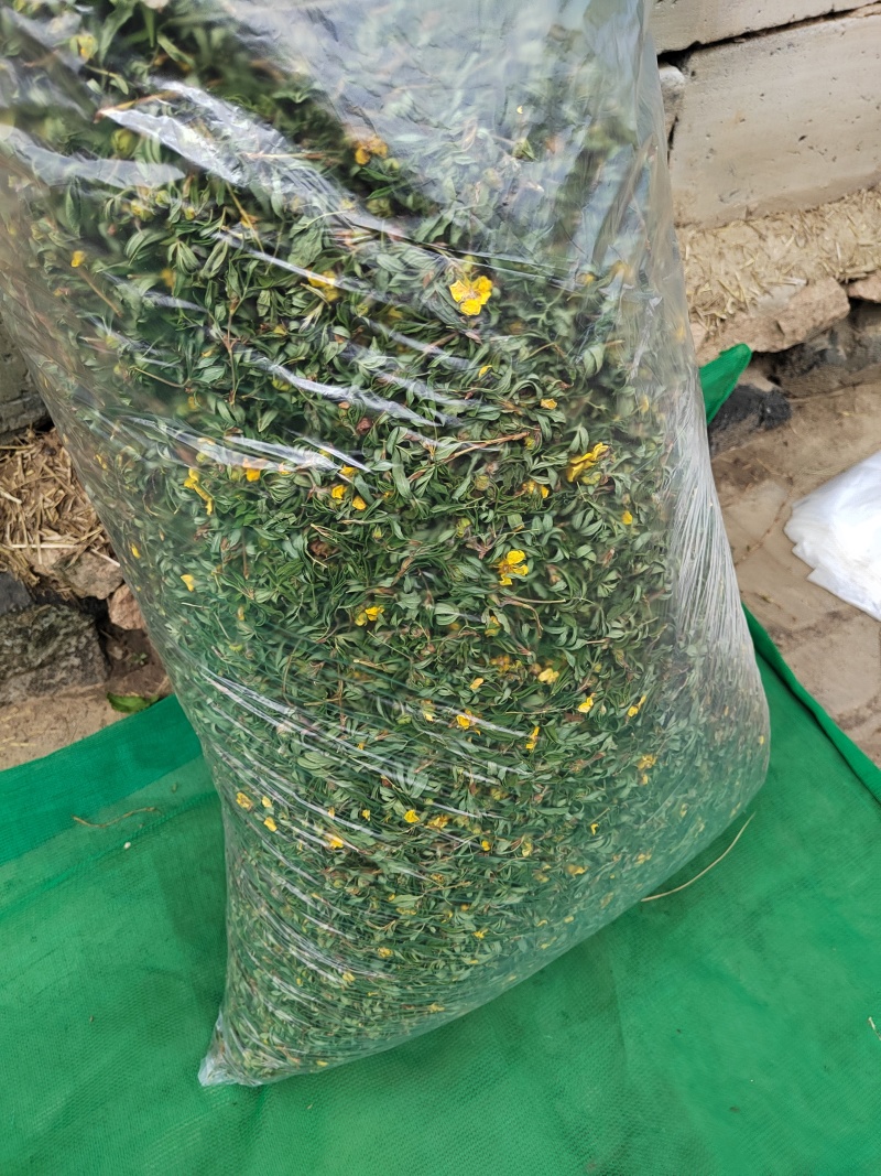 金露梅茶叶山茶