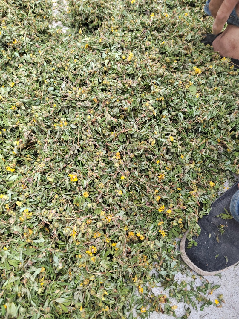 金露梅茶叶山茶