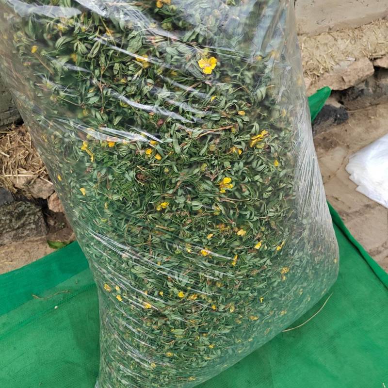 金露梅茶叶山茶