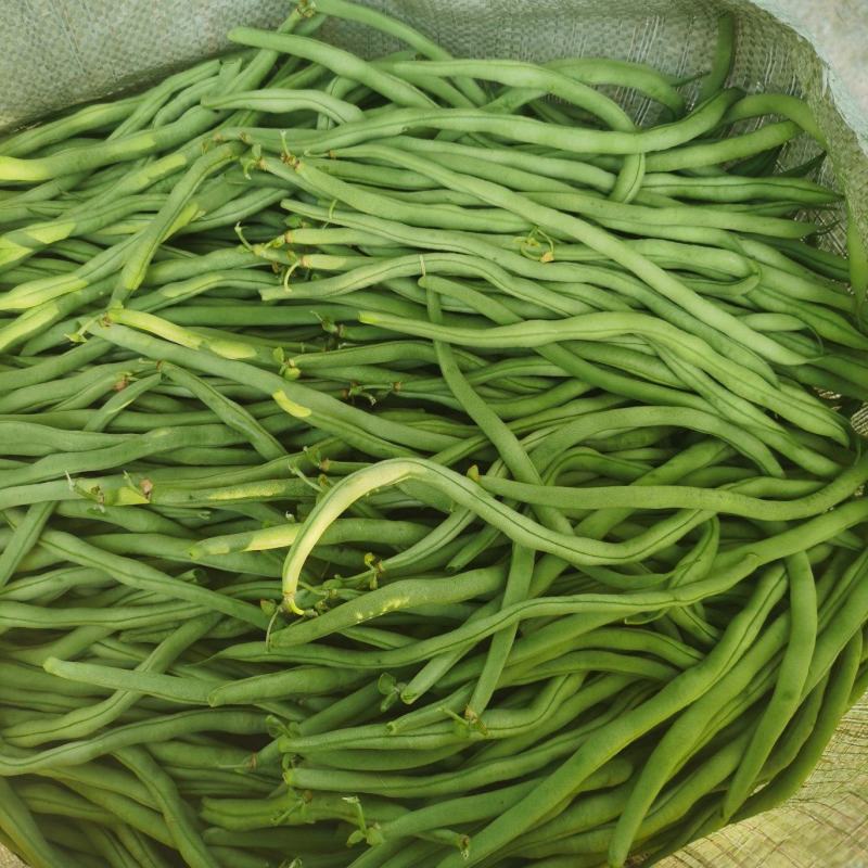 甘肃省架豆王