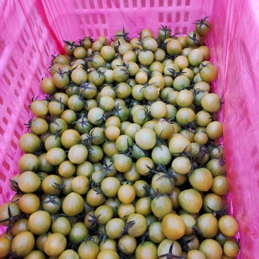 青甜小番茄圣女果精品圣女果酸甜多汁青田青口蜜