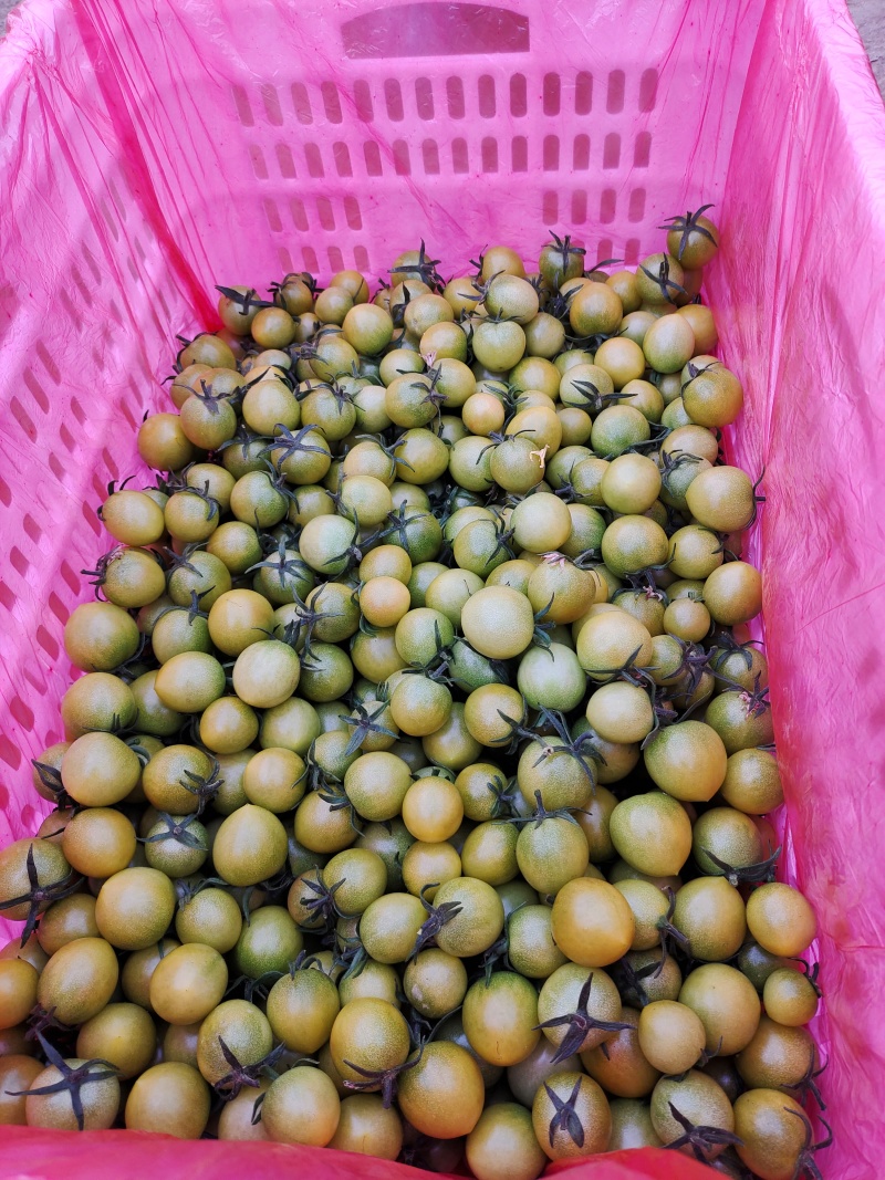 青甜小番茄圣女果精品圣女果酸甜多汁青田青口蜜