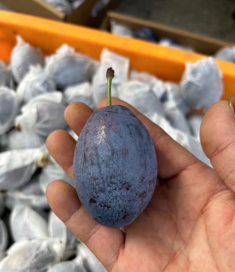 西梅精品蓝西梅基地直发品质保证对接全国市场电商