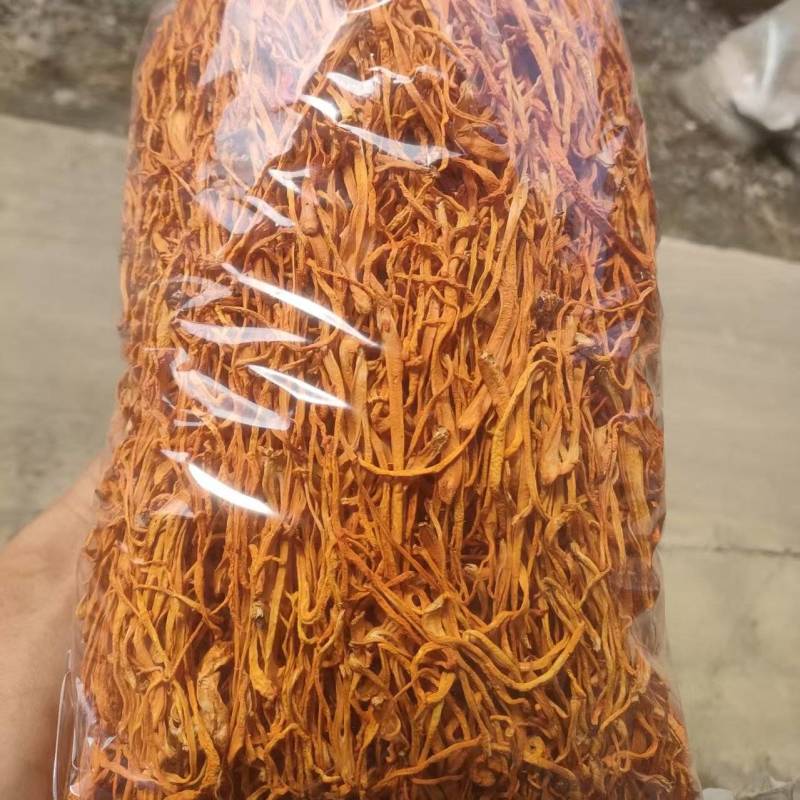 虫草花，产地直发，大量有货，欢迎各位老板咨询采购