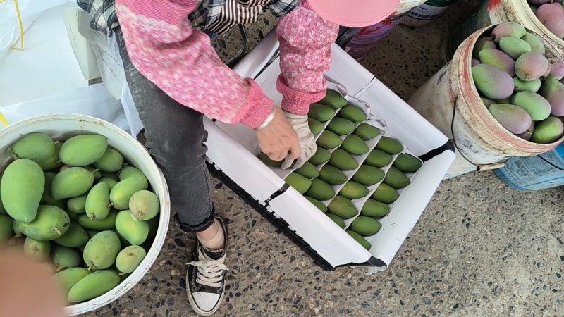 台农，贵妃，桂七芒果基地直销
