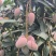 台农，贵妃，桂七芒果基地直销