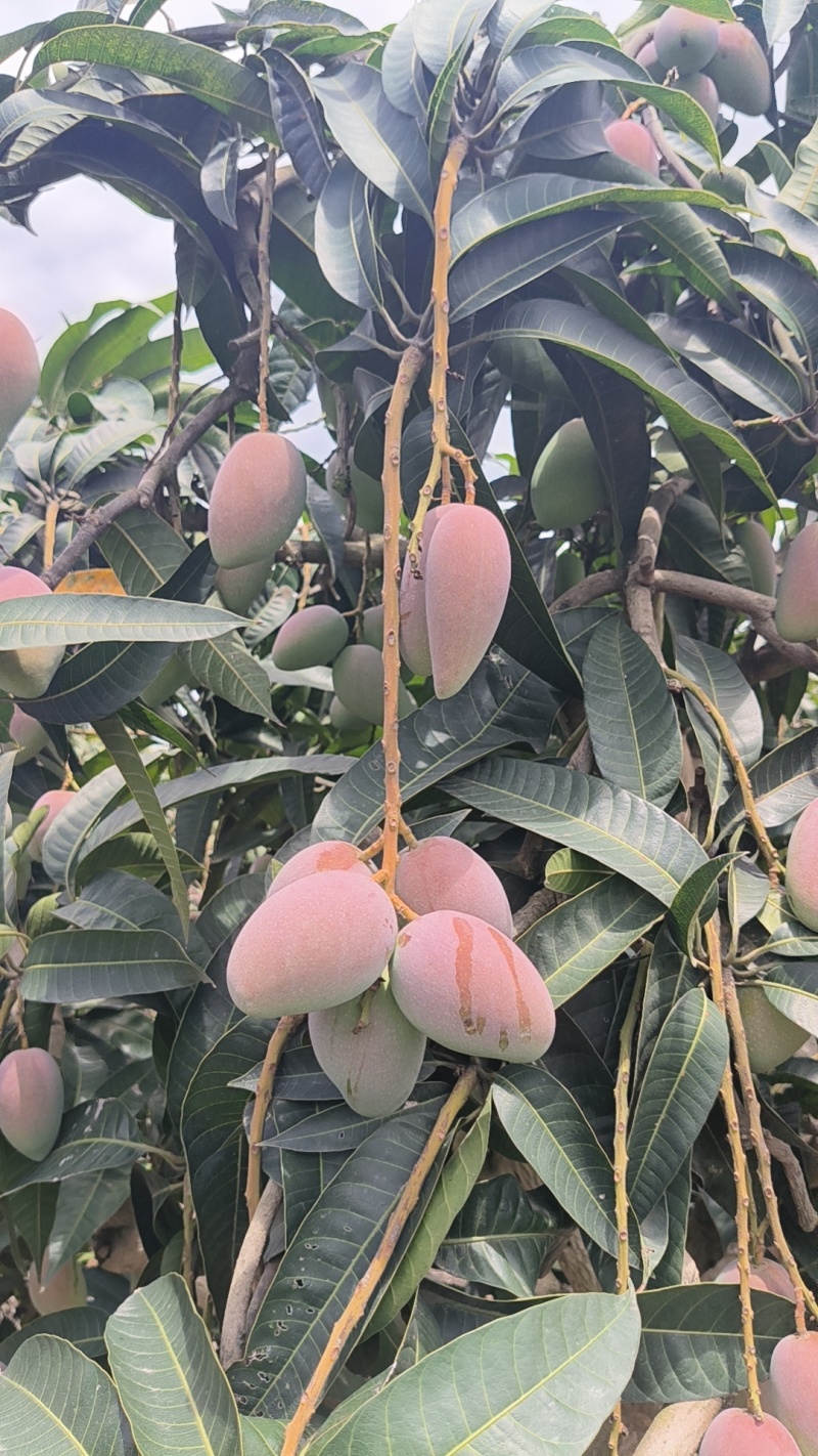 台农，贵妃，桂七芒果基地直销