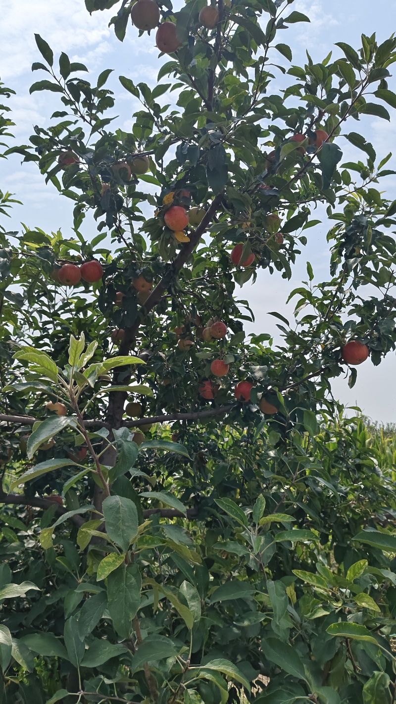 早熟苹果-鲁丽、秦阳陆续上市
