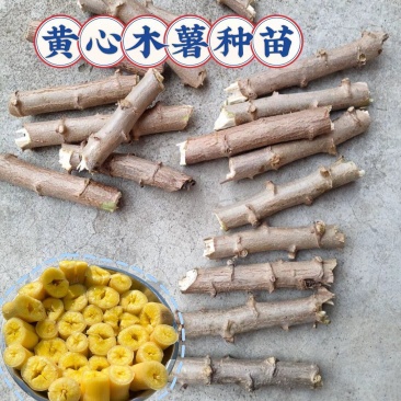 木署种苗