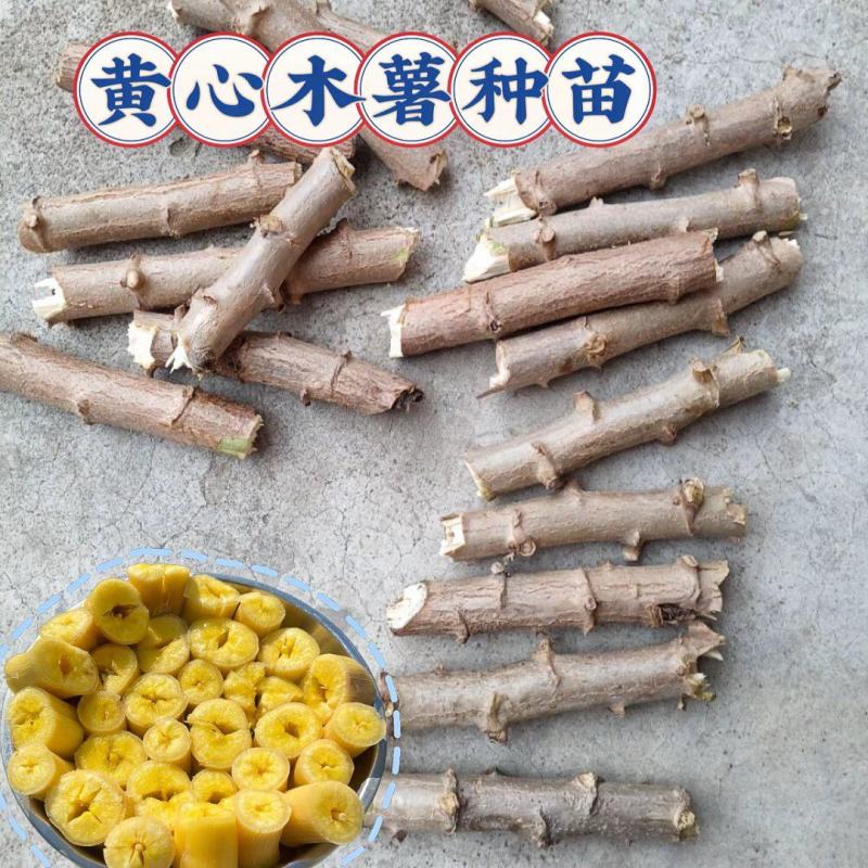 木署种苗