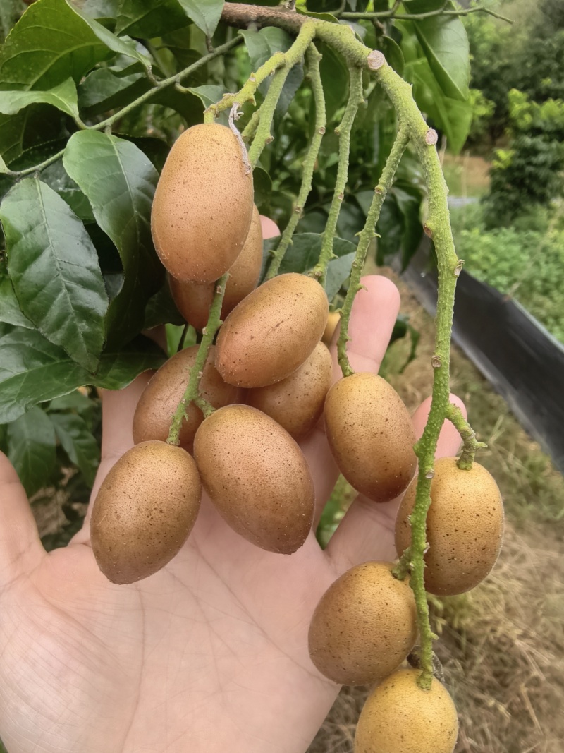 鸡心黄皮