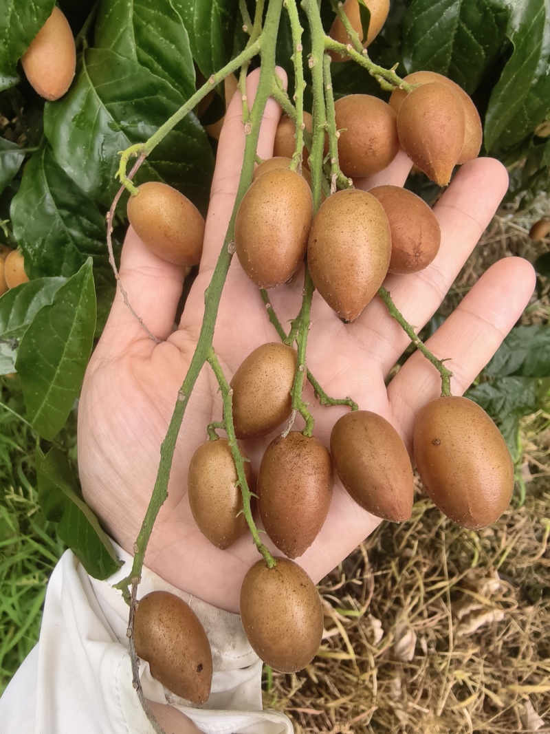 鸡心黄皮