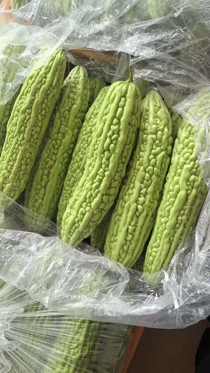 【苦瓜】精品苦瓜，油瓜，色面好，条杆直，可发往全国市场！