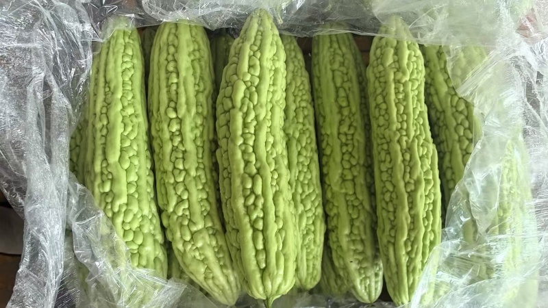 【苦瓜】精品苦瓜，油瓜，色面好，条杆直，可发往全国市场！