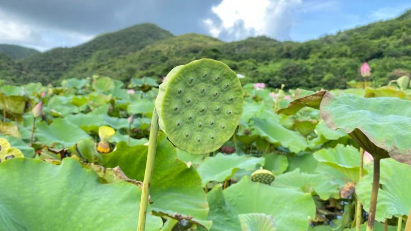 广东江门海岛新鲜莲蓬，自产自销，欢迎预约采摘。