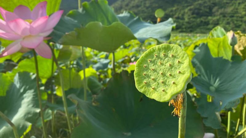 广东江门海岛新鲜莲蓬，自产自销，欢迎预约采摘。