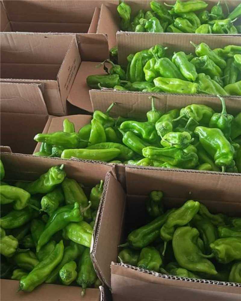 河南精品鲜泡椒产地一手货源量大价优欢迎随时电话联系