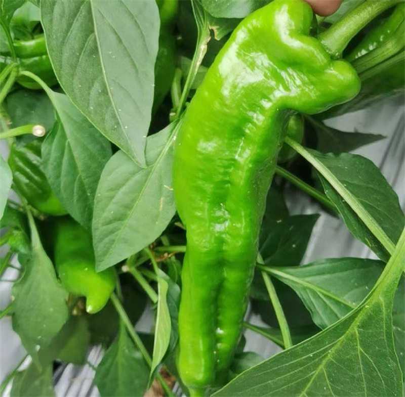河南精品鲜泡椒产地一手货源量大价优欢迎随时电话联系