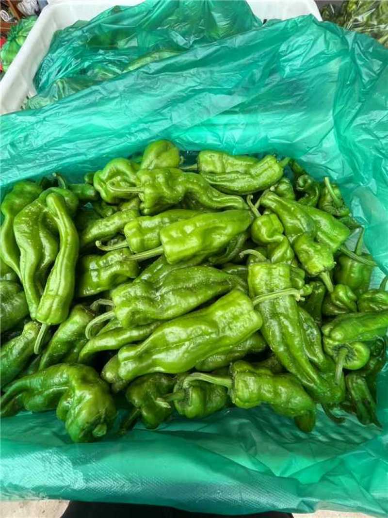 河南精品鲜泡椒产地一手货源量大价优欢迎随时电话联系