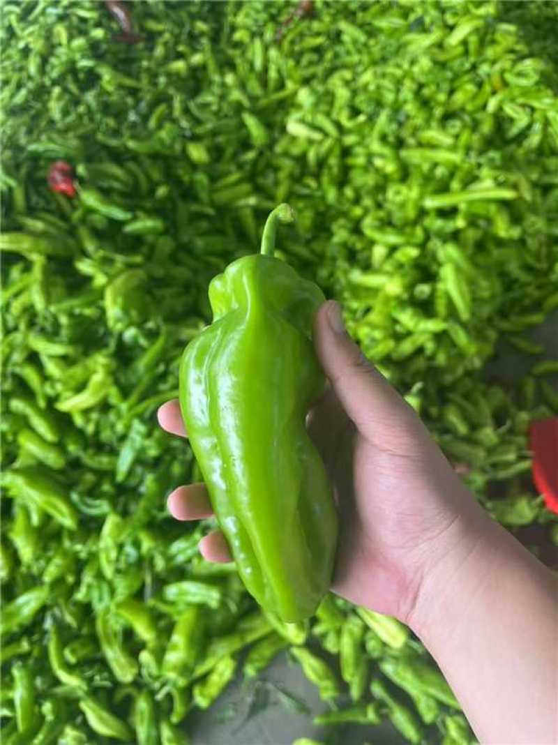 河南精品鲜泡椒产地一手货源量大价优欢迎随时电话联系