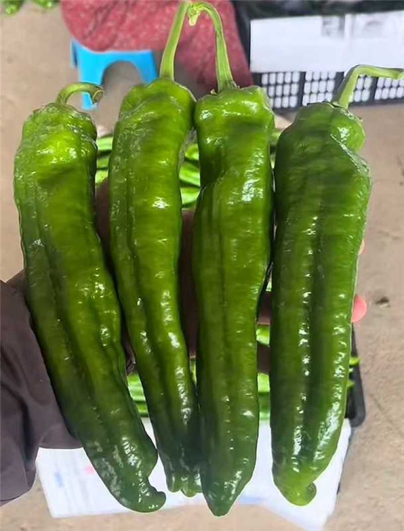 河南精品鲜泡椒产地一手货源量大价优欢迎随时电话联系