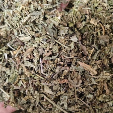 车前草颜色绿无杂质车前草段批发零售