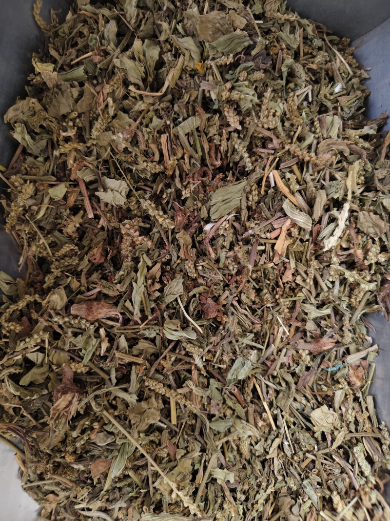 车前草颜色绿无杂质车前草段批发零售