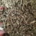 车前草颜色绿无杂质车前草段批发零售