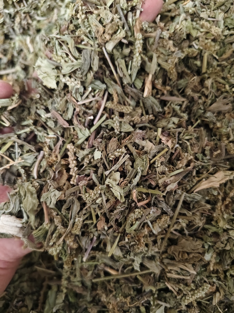 车前草颜色绿无杂质车前草段批发零售