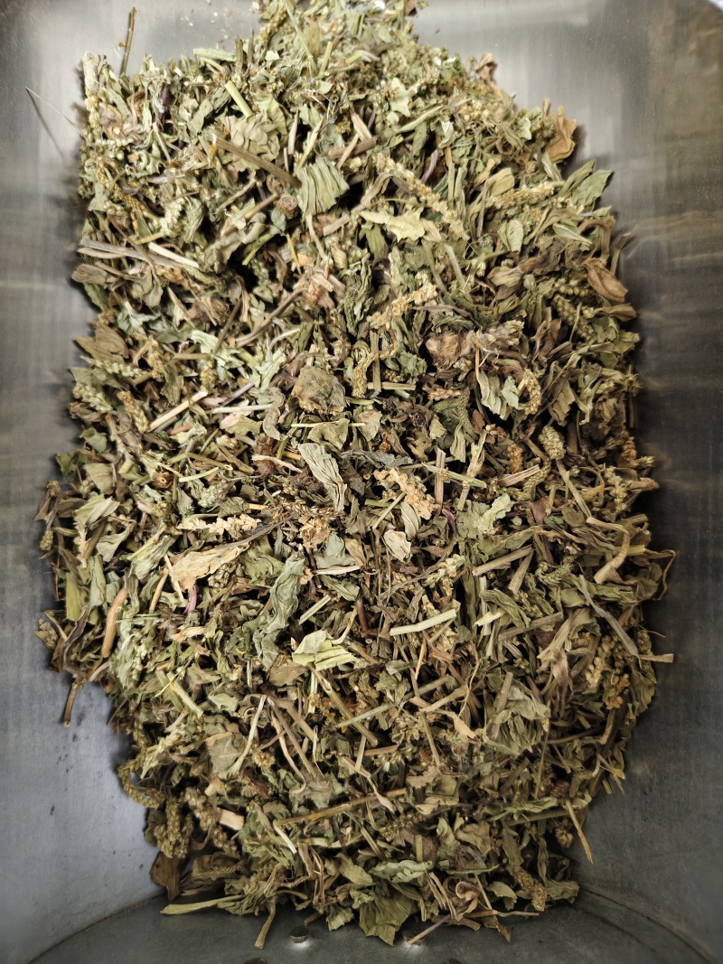车前草颜色绿无杂质车前草段批发零售
