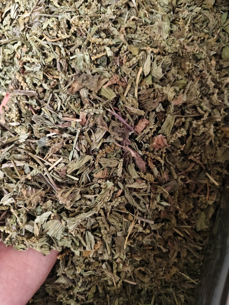车前草颜色绿无杂质车前草段批发零售