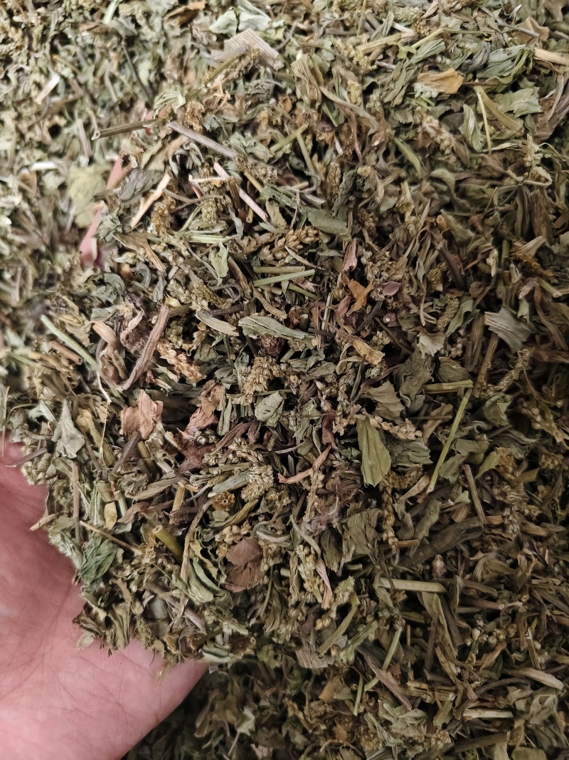 车前草颜色绿无杂质车前草段批发零售