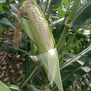 白糯玉米