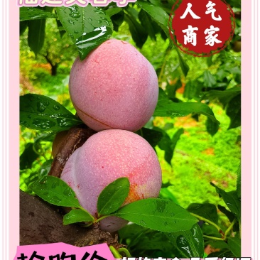 福建芙蓉李，光果，带叶果，供应各大仓，量大有优惠