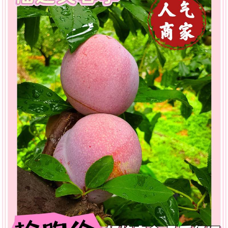 福建芙蓉李，光果，带叶果，供应各大仓，量大有优惠