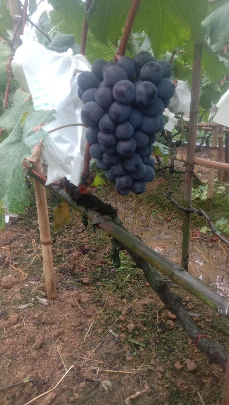 露天飓风葡萄