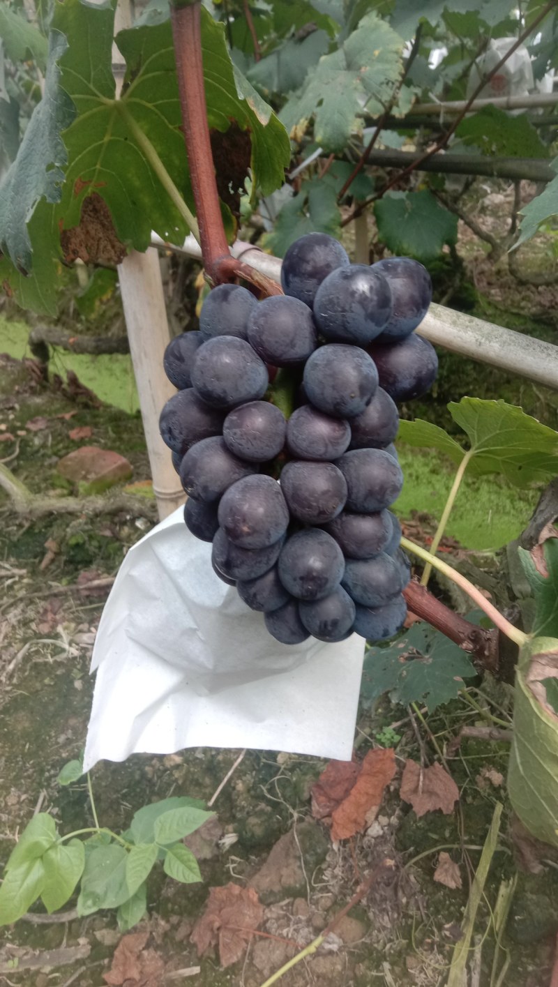露天飓风葡萄