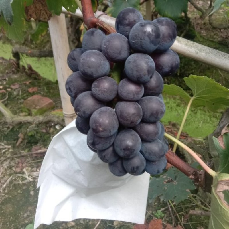 露天飓风葡萄