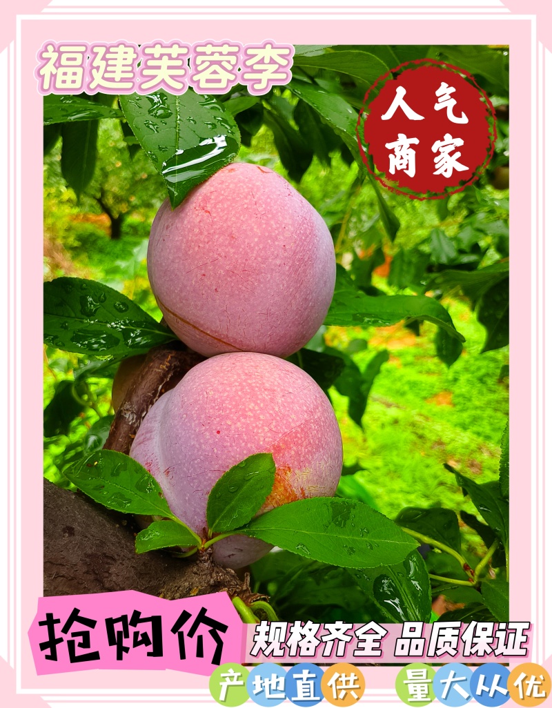 福建芙蓉李，光果，带叶果，供应各大仓，量大有优惠