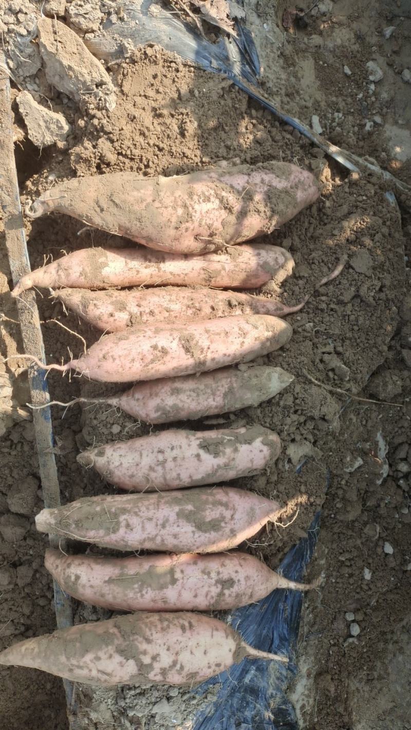 邯郸哈密红薯条形直沙地表皮干净甜度好大小规格等级都有按需