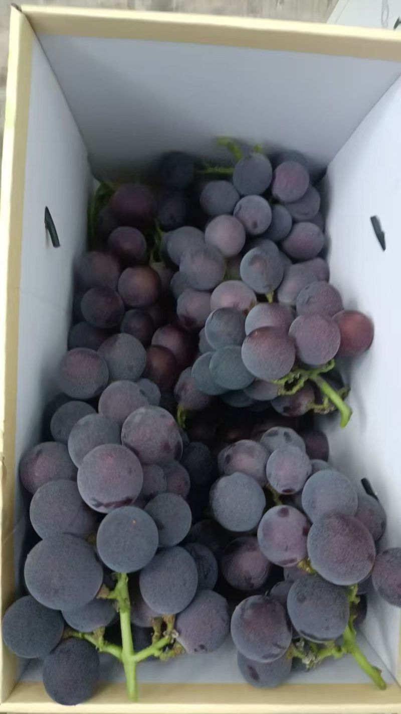浦江巨峰葡萄大吨位供应代发全国质量保证可视频看货