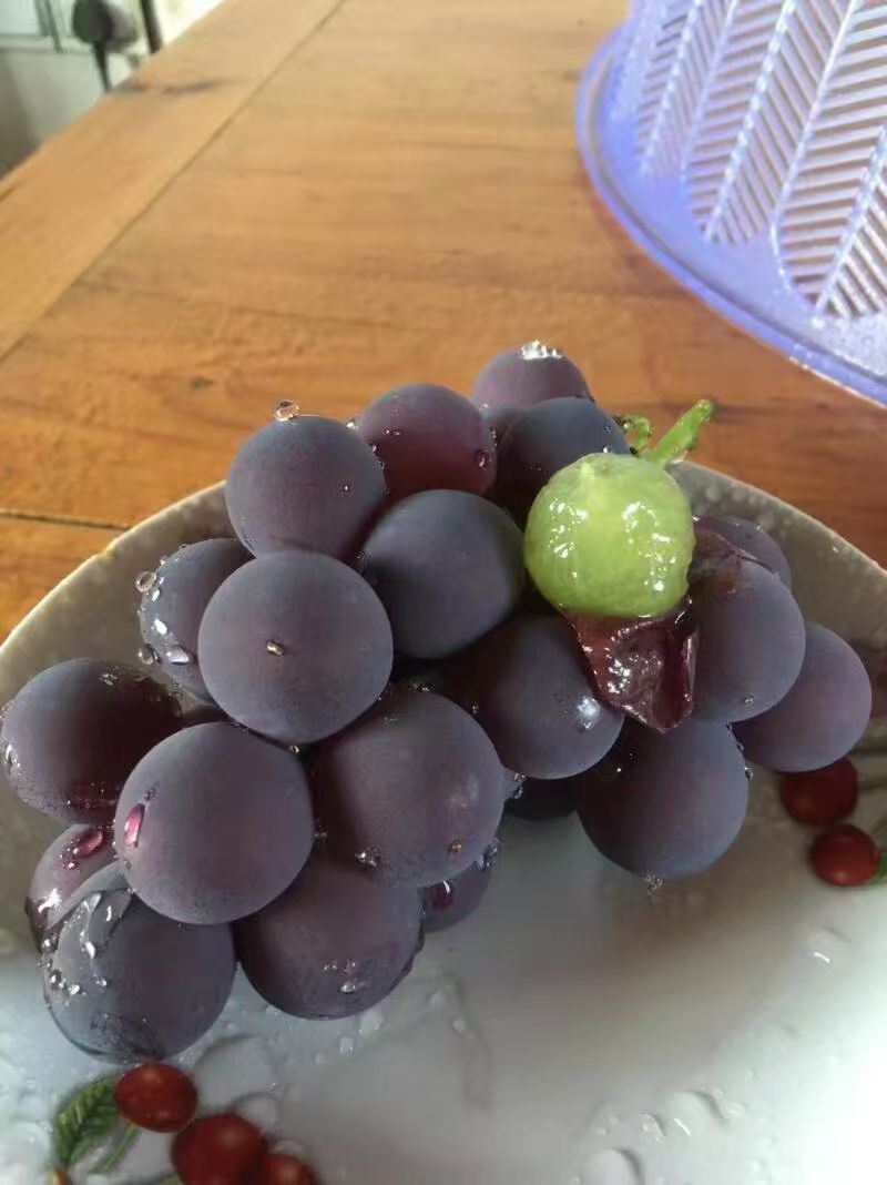 浦江巨峰葡萄大吨位供应代发全国质量保证可视频看货