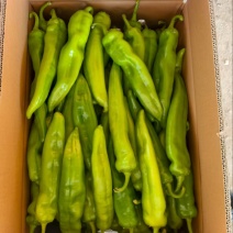 海南精品牛角椒一手货源大量供货市场电商平台
